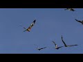 birds flying in slow motion spectacular