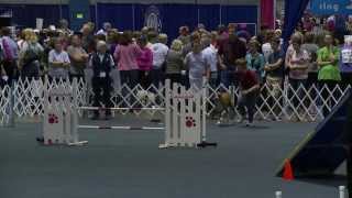 2013 AKC Eukanuba Invitational Agility Boxers