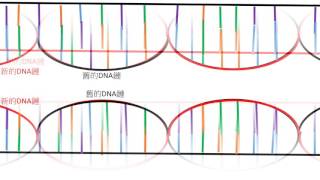 DNA 複製