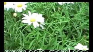 Argyranthemum frutescens -Atlantis-