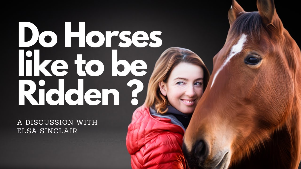 Do Horses Like Being Ridden Exploring Freedom Based Training With Elsa