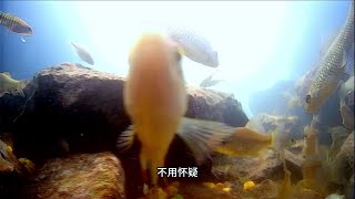 广西百色钓鱼 深山寻钓点 环境太好了 解锁各种鱼种  虽然遇到下网电鱼 但还是玩的很开心 希望不要再破坏自然环境资源了#游钓黑坑 #广西 #野钓 #钓鱼 #风景