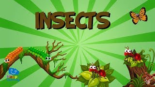 Insects | Educational s for Kids