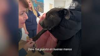 El duro inicio de la vida de este cachorro se transformó