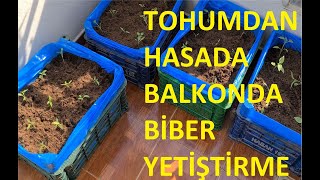 Balkonda biber yetiştirme, tohumdan hasada / Growing peppers on the balcony, from seed to harvest