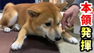 おやつを上手に食べられないが手伝われたくない柴犬の行動