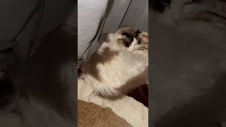 お昼寝中の猫 #shorts #napcat #ラグドール #ragdollcat #cat #猫 #ねこ #猫動画