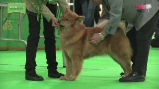 WELKS Championship Dog Show 2017 - Utility group FULL