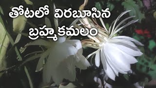 మన ఇంటి తోటలో కూడా బ్రహ్మకమలాలు #RadhikaorganicTerraceGarden #bramhakamal #garden #youtubevideo