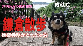 【犬とお出かけ鎌倉散歩】極楽寺駅から七里ヶ浜へ