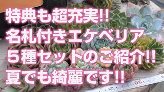 2024.07.20【多肉植物】特典も超充実!!名札付きエケベリア５種セットのご紹介!!夏でも綺麗な品種ばかりです!!【succulent】トロピカルガーデン