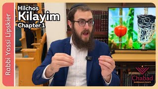 Rambam Hilchos Kilayim Chapter 1 • Rabbi Yossi Lipskier