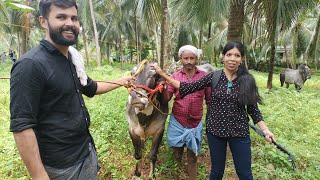 കാളപൂട്ട് //ആതവനാട്//103 വയസുള്ള വല്യുപ്പ കാളപ്പൂട്ടു കാണാൻ വന്നപ്പോൾ ❤