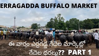 ఎర్రగడ్డ గేదెల మార్కెట్ ERRAGADDA BUFFALO MARKET Part 1 |7-8-2022|ERRAGADDA SUNDAY MARKET