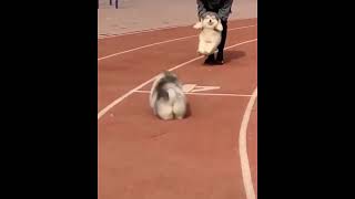 Funny And Cute  Puppies Compilation | #shorts