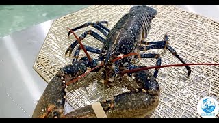 Buy Live European Blue Lobster