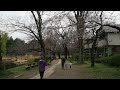 お花見散歩　杉並区　善福寺公園の桜　２０１６．３．２８　ohanami sakura zenpikuji park