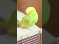 ふわふわ羽繕い 可愛い😊 飼い主だけが得をする親バカ動画 shorts