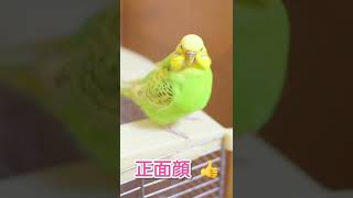 ふわふわ羽繕い 可愛い😊 飼い主だけが得をする親バカ動画 #shorts