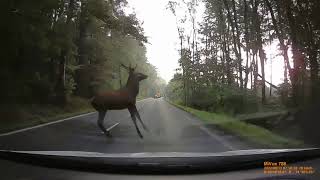 Jelen na silnici - Deer jumps on the road