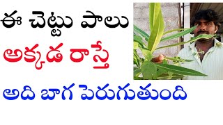 ఈ చెట్టు పాలు రాస్తే బాబోయ్ / If this tree rises milk