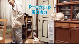 おじいやんと犬猫たち③育てたほうれん草をお隣さんにお裾分け