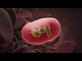 Malaria 3D Animation Shows How the Red Blood Cells are Infected