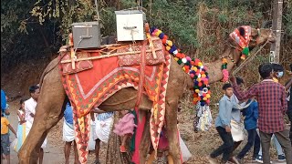 ഒട്ടകപ്പുറത്ത് നേർച്ചപ്പെട്ടിയുമായി തെരുവത്ത് പള്ളിയിലേക്ക് l Theruvath Palli Nercha