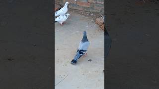 Jungly kabutar 🕊️🥰#pigeon #shorts #pigeonlover #birds #pets #kabootar #kabutarbazi #viralshorts