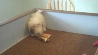 Agreatdog  Shih Tzu Video Taylor 7-25-09