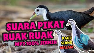 SUARA PIKAT BURUNG RUAK RUAK atau TRUWOK JANTAN PALING AMPUH 2025 #18