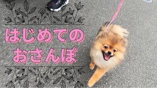 初めてのお散歩が楽しくてはしゃいだポメラニアン♪【子犬】