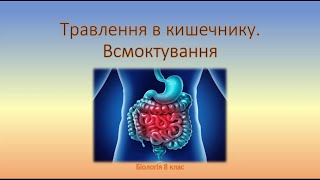 Біологія людини. Травлення в кишечнику. Всмоктування