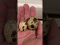 unboxing our quail eggs jumbo’s vs regular coturnix