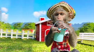 🐵Baby Monkey Bim Bim helps dad take care of puppy and watermelon harvest