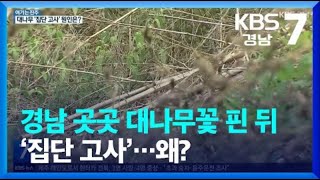 [여기는 진주] 경남 곳곳 대나무꽃 핀 뒤 ‘집단 고사’…왜? 외 / KBS 2022.07.20(수)