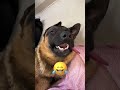 after the dog was given an anesthetic injection dog pets cute funny anesthesia