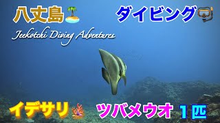 八丈島🏝ダイビング🤿イデサリ🪸ツバメウオ１匹😆👍2024年９月