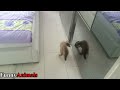 cute and funny dog and cat vs mirror videos 2017