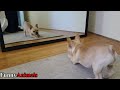 cute and funny dog and cat vs mirror videos 2017