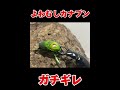 カナブンの激怒 ネパールコクワガタvsミカンスオオツノカナブン shortvideo