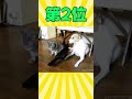 カラスさんの動画見て笑ったら寝ろwwwww