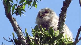 フクロウの赤ちゃん三兄弟（野間の大ケヤキ）：梟・鴞：Strix uralensis Pallas－大阪府豊能郡能勢町－2016 05 12