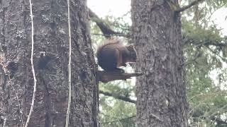 Ardillita en el Arbol