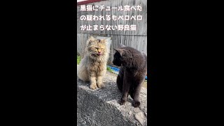 黒猫にチュール食べたか疑われるも舌のペロペロが止まらない野良猫#Short