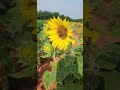 Sunflower and A Honey Bee At The #farm