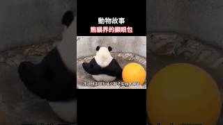 【动物故事】从来没见过这么疯癫的大熊猫！