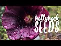 Saving Hollyhock Seeds on How to Grow a Garden with Scarlett