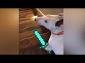 dog jumping down stairs minecraft