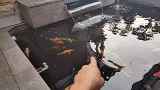 Kolam Minimalis Kolam Kaca Kolam Sehat